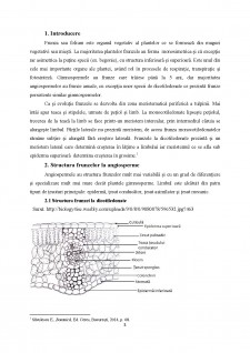 Tipuri morfologice și structurale de frunze (paralela între dicotiledonate și monocotiledonate) - Pagina 3