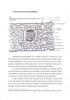 Tipuri morfologice și structurale de frunze (paralela între dicotiledonate și monocotiledonate) - Pagina 5