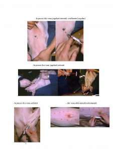 Prelevarea probelor de sânge și urină la animale - Pagina 5