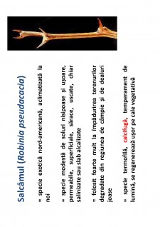 Ameliorații silvice - Pagina 130