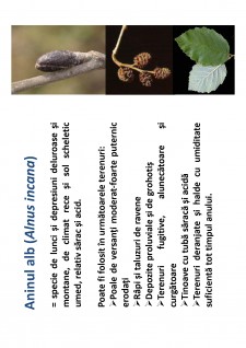 Ameliorații silvice - Pagina 133