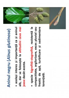 Ameliorații silvice - Pagina 135