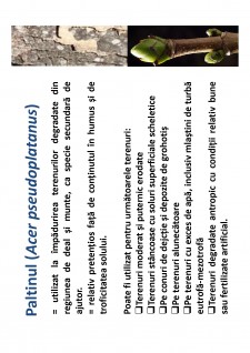 Ameliorații silvice - Pagina 138