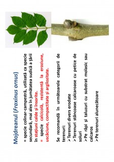 Ameliorații silvice - Pagina 140