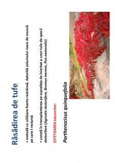 Ameliorații silvice - Pagina 154