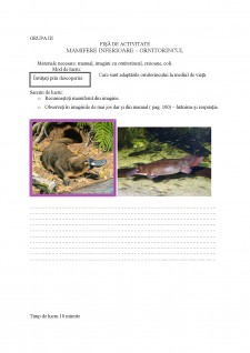 Proiect didactic - ornitorincul - Pagina 3