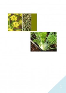 Feniculul (foeniculum vulgare mill) - plantă medicinală și aromatică - Pagina 1