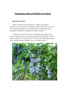 Tehnologia cultivării afinelor de cultură - Pagina 1