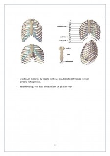 Chirurgie toracică, cardiovasculară și nursing specific - Pagina 3