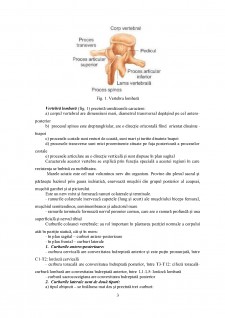 Anatomia coloanei vertebrale - Pagina 3