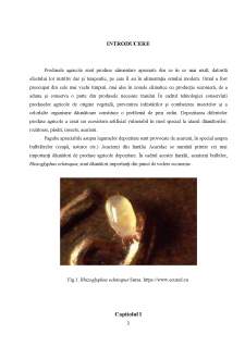 Combaterea acarianului bulbilor rhizoglyphus echihopus - Pagina 2