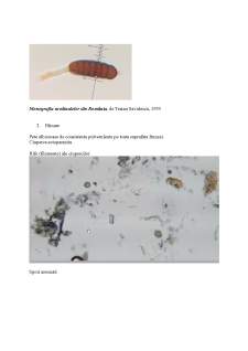 Poze microscop fitopatologie - Pagina 2