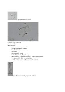 Poze microscop fitopatologie - Pagina 3