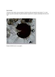 Poze microscop fitopatologie - Pagina 4
