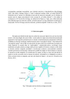 Microglia - localizare și roluri - Pagina 4