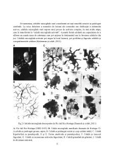 Microglia - localizare și roluri - Pagina 5