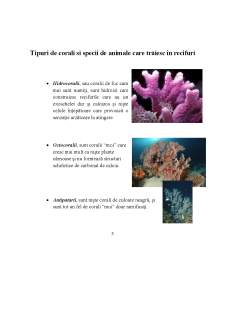 Ecosistemul recifelor de corali - Pagina 5