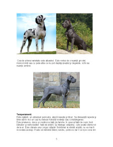 Dog German - Deutsche Dogge - Great Dane - Mastiff German - Pagina 5
