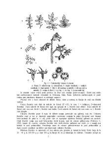 Sinteză Tehnologică Comparativă privind Tehnologia de Cultivare a Plantelor din Familia Solanaceae - Pagina 5