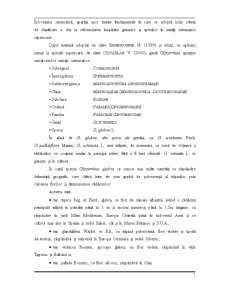 Lemnul Dulce - Glycyrrhiza - Pagina 4