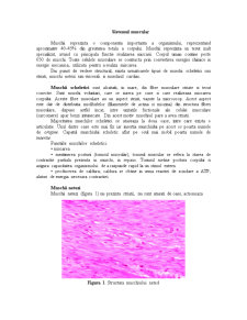 Sistemul Muscular - Pagina 1