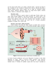 Sistemul Muscular - Pagina 2