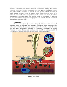 Sistemul Muscular - Pagina 3