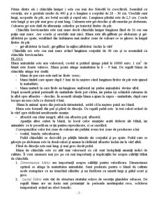 Chinchilla - Generalitati, Crestere, Tratamente, Hrana, Sfaturi - Pagina 3
