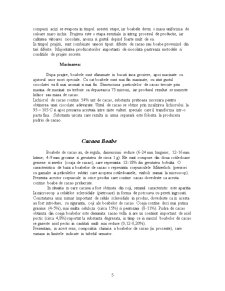 Cacao. Generalitati. Valorificare - Pagina 5