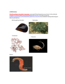 Biocenozele din Marea Neagră - Pagina 4