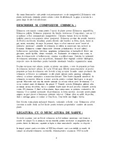 Echinacea - Pagina 4