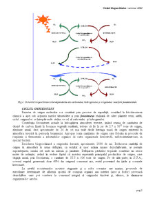 Cicluri Biogeochimice Globale - Pagina 3