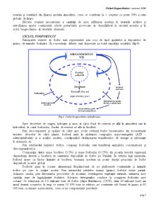 Cicluri Biogeochimice Globale - Pagina 5