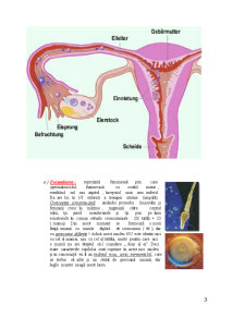 Avortul Hormonal și Chimic - Pagina 3