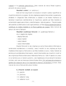 Rolul Musculaturii Membrelor Inferioare în Ortostatism - Pagina 5