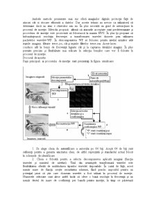 Sisteme de procesare numerică a semnalelor - Pagina 4