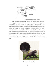 Maimuțele mari în pericol de dispariție - Pagina 3