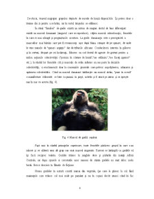 Maimuțele mari în pericol de dispariție - Pagina 4