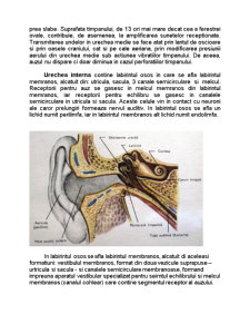 Noțiuni de anatomie și fizionomie a urechii - Pagina 2