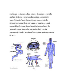Sistemul Nervos - Pagina 4
