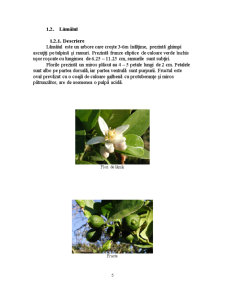 Arome citrice - lămâiul - Pagina 5