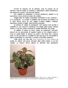 Funcția estetică asigurată de plantele de interior - Pagina 3