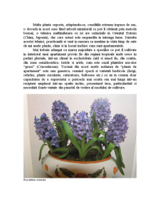 Funcția estetică asigurată de plantele de interior - Pagina 4