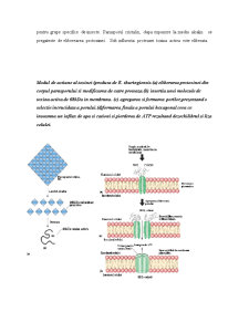 Aplicații ale bacteriilor în biotehnologii - Pagina 2