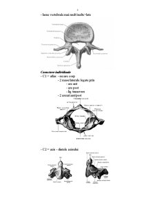 Osteologie - Pagina 5