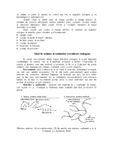 Utilizarea enzimelor în panificație - Pagina 2