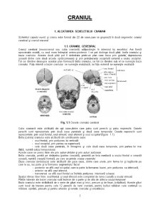 Craniul - Pagina 1