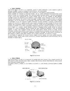 Craniul - Pagina 2