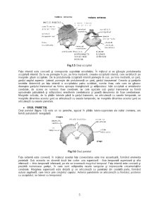 Craniul - Pagina 5