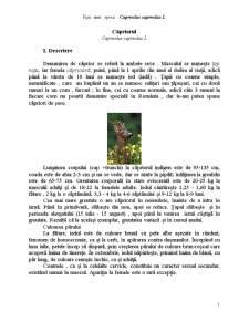 Fișă specie - căpriorul - Pagina 1
